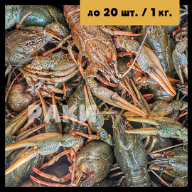 Живые раки Средне-Крупные